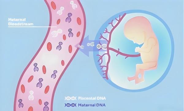 无创DNA检测如何判断胎儿性别？